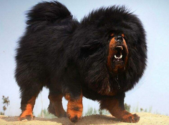 世界上体型最大的狗 巨型犬有哪些