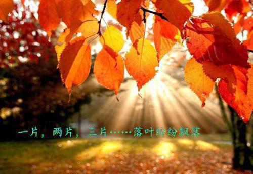 沈明宜顾寒臣小说 沈明宜顾寒臣完整版免费阅读