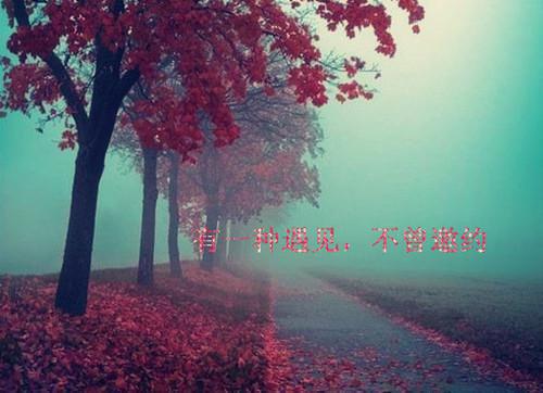 全本转身即漫漫霜华：（顾司爵叶诗言）最新章节列表_全本转身即漫漫霜华：全文阅读