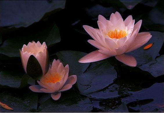 旧爱如梦再难寻：好文分享乔清璃孟森推荐完本_已完结旧爱如梦再难寻：好文分享（乔清璃孟森）