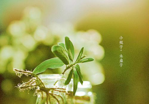 (番外)+(全文)苔藓爬满旧日诺言：全文+后续+结局小说全文免费阅读_（顾砚廷慕晚夏）顾砚廷慕晚夏最新章节列表_笔趣阁（苔藓爬满旧日诺言：全文+后续+结局）