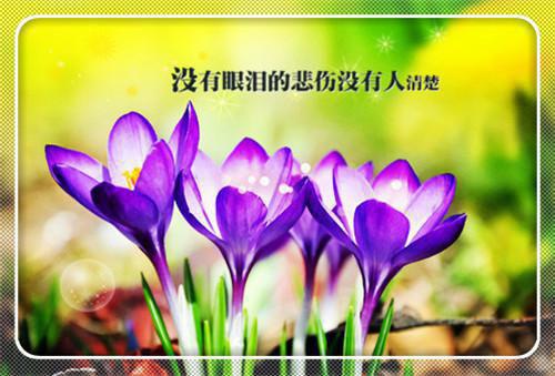 顾晚星宋柔薇沈湛川小说 顾晚星宋柔薇沈湛川完整版免费阅读