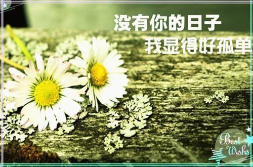 完结文暗恋成欢，这人太会隐藏最新章节列表_完结文暗恋成欢，这人太会隐藏全文免费阅读（顾星晚宴矜）
