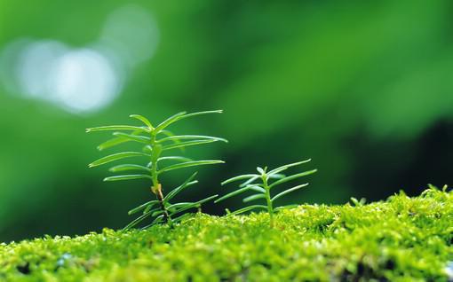 阮雾梨闻砚辞 人面桃花长相忆：结局+番外（阮雾梨闻砚辞）最新章节列表_阮雾梨闻砚辞 人面桃花长相忆：结局+番外（阮雾梨闻砚辞）结局篇+番外在线阅读