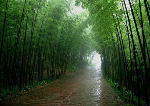 顾明修盛音岚小说章节免费阅读 顾明修盛音岚无弹窗