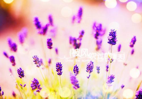 陆凌薇陆铭安免费全本小说 陆凌薇陆铭安章节目录
