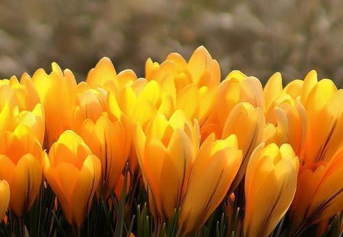 繁花盛意难平陆依霜：+结局+番外(陆依霜轩辕翊)全文陆依霜轩辕翊无弹窗结局_陆依霜轩辕翊结局章节列表_笔趣阁（繁花盛意难平陆依霜：+结局+番外）