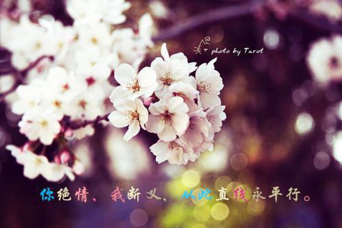请在我的葬礼上说爱我精彩剧情（安梨浅江映辰）最新章节_请在我的葬礼上说爱我精彩剧情全文阅读