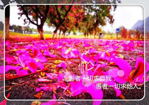 假装失忆后，未婚夫说我是他兄弟的女朋友 主角林媛黄时宇小说