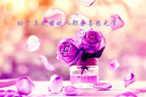舒心林若岚免费全文 舒心林若岚小说在线阅读