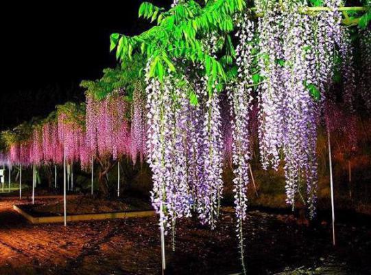 张霖沈芸完整版 张霖沈芸小说全文在线阅读