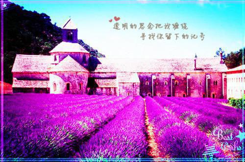 零星：结局+番外沈折星苏禾免费章节在线阅读
