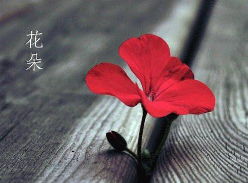 沈月陆淮主角的书 蝶舞全文阅读免费