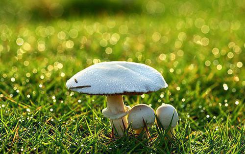 君白羽柳若昭免费全文 君白羽柳若昭小说在线阅读