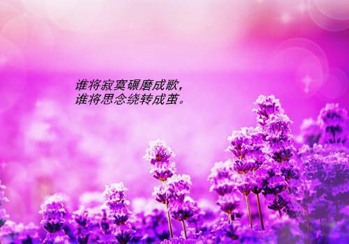 魏无忌洛笙免费全本小说 魏无忌洛笙章节目录
