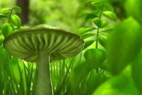 人面桃花长相忆人物讨喜阮雾梨闻砚辞推荐完本_已完结人面桃花长相忆人物讨喜（阮雾梨闻砚辞）