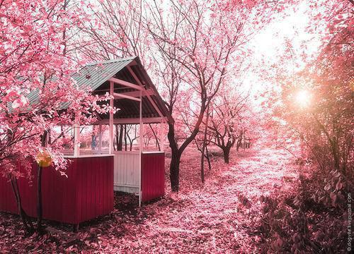 应樱韩志安免费全文 应樱韩志安小说在线阅读