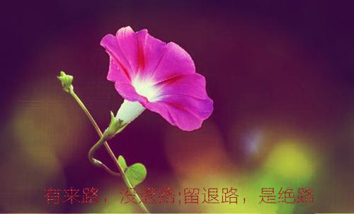无弹窗全文（穿成远嫁女做超级大嫂）叶晓晓李晨阳全文畅享阅读
