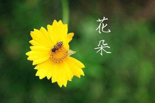 沈清沅江聿铭小说最后结局 沈清沅江聿铭完结版免费阅读