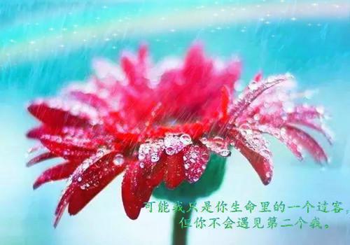 叶沐琳张红绵的故事 萌宝带真千金杀回家，首长求回房章节阅读