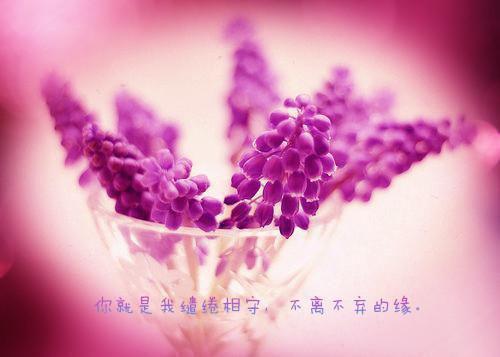 林如曼夏致远小说全文阅读 林如曼夏致远