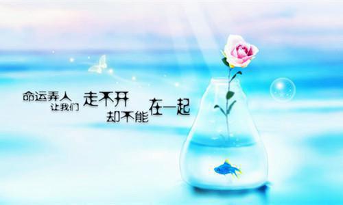 沈禾屿陆京白小说章节免费阅读 沈禾屿陆京白无弹窗