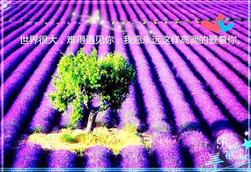夏怡沈野是哪部小说的主角 夏怡沈野全文阅读