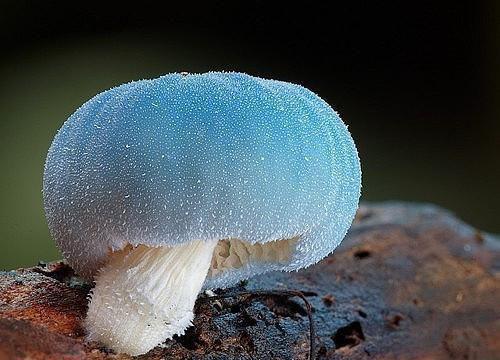温芷宁傅寒声彩蛋+起始篇章（以爱为牢）阅读