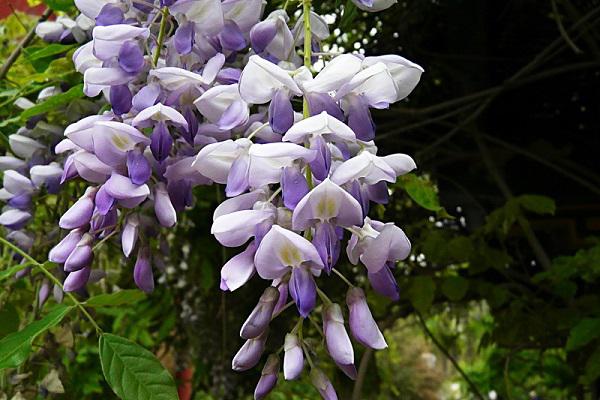 青灯不渡薄情客免费章节抢先阅读
