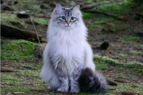 俄罗斯猫品种大全—俄罗斯十大名猫
