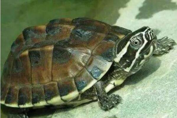 容易暴毙的乌龟排名，马来龟排第一，第九世界第三大