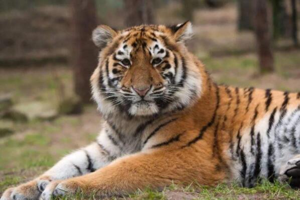 中国十大猛兽，丛林之王排第一，第三在森林中横着走