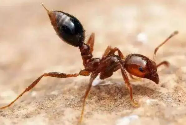 世界上最强的十大蚂蚁，火红蚁曾入侵美国，第四可当宠物养