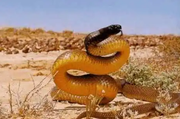 世界十大毒蛇，细鳞太攀蛇排第一，第十是蛇类煞星