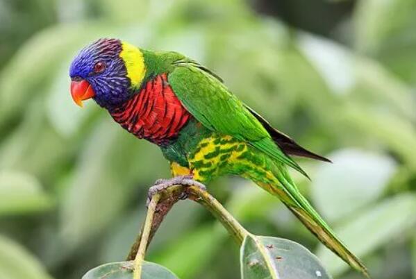 世界上十大最美的鸟，多种鹦鹉上榜，第三是网红鸟
