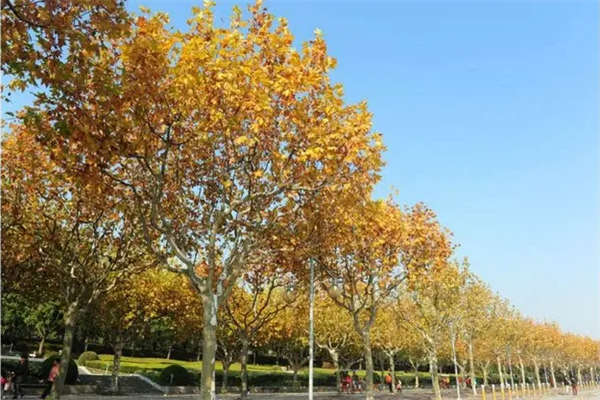 世界十大行道树，威海市树上榜，第五被称为榆木疙瘩