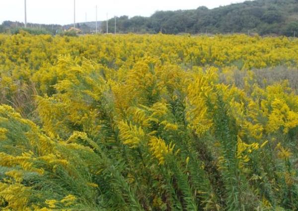 国内十大外来入侵植物，第一备受关注，豚草导致人过敏