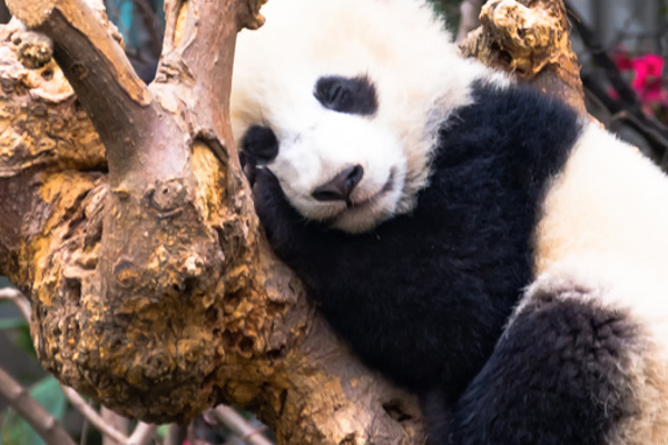 成都必去六大旅游景点，武侯祠排第五，第一以熊猫为主题