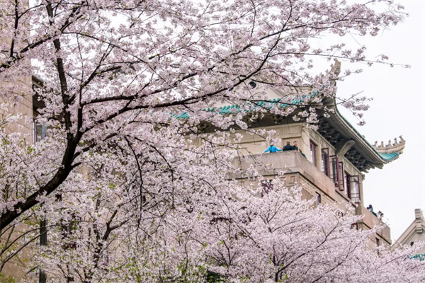 武汉十大春季旅游景点，东湖上榜，武大樱园排第一