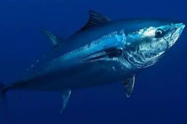世界上最贵的十种鱼 波纹唇鱼上榜，第七被誉为“冰海之皇”