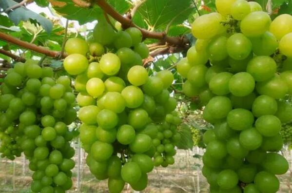 排名前十的葡萄品种 巨峰葡萄上榜，第九原产于美国