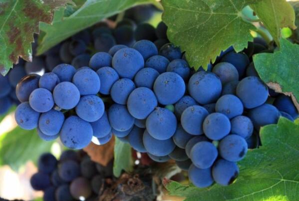 盘点世界十大红葡萄品种，赤霞珠上榜，第八产量最小