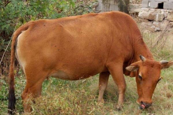 中国十大优良牛品种，延边牛上榜，第五毛色较为少见