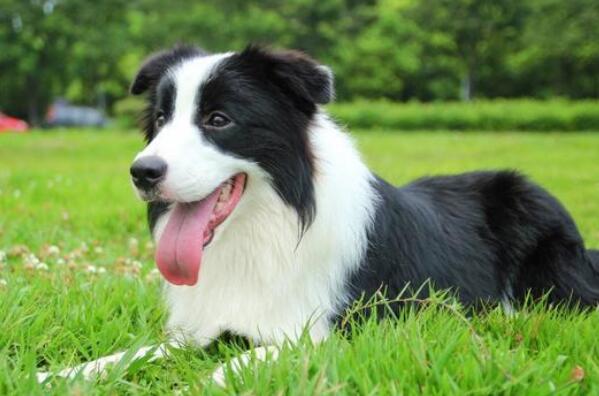 世界十大智商最高的犬种 边境牧羊犬第一，贵宾犬上榜