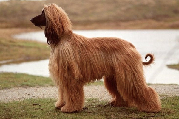 十大最笨的狗排名：第八是史努比原型，松狮在榜