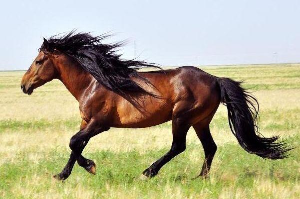 世界十大名马排行榜 熟知的汗血宝马排第三 第一身价不菲