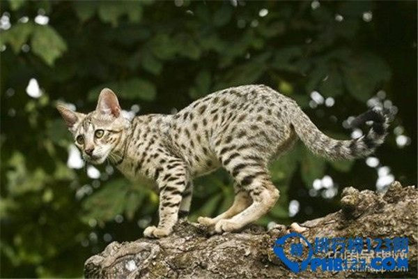 世界十大名贵猫排行：泰国御猫上榜 第3看起来像精灵