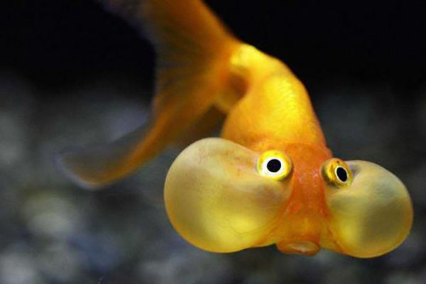世界五大最难养的金鱼 水泡金鱼上榜第一 望天鱼不能混养