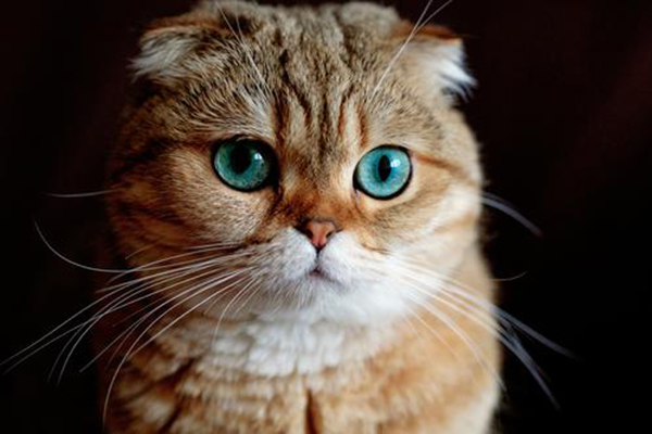 最适合家养的猫top10 中华田园猫最常见布偶猫高贵
