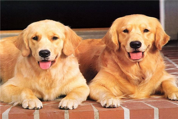 世界上新手最容易养的十种狗狗 金毛与拉布拉多极易训练